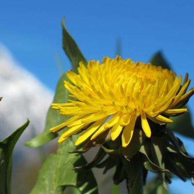 加拿大pc试玩平台